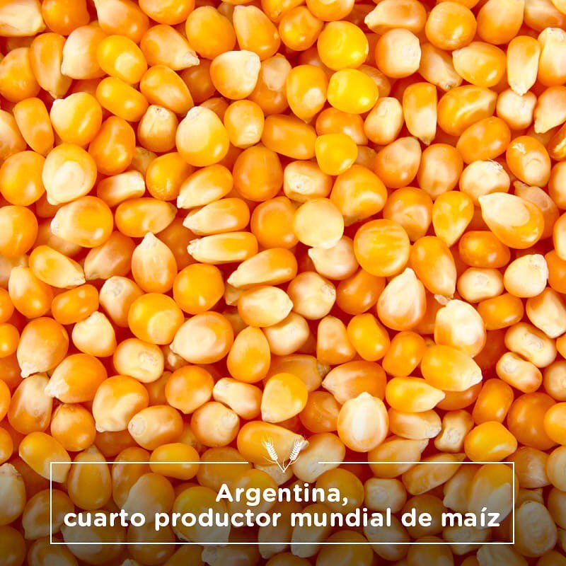Argentina, cuarto productor mundial de maíz.